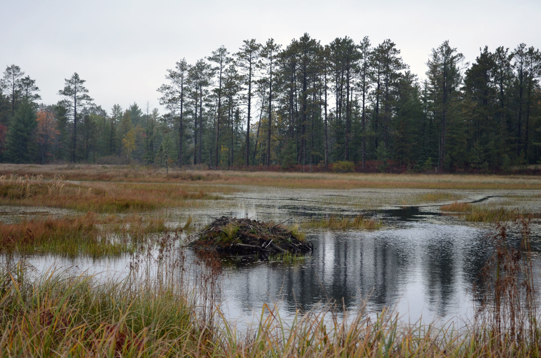 Beaver dam